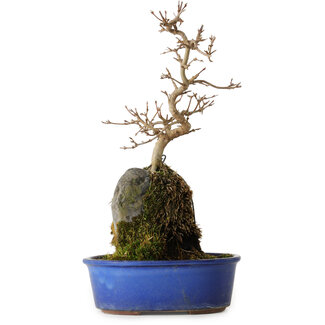 Acer buergerianum, 30 cm, ± 8 years old