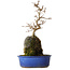 Acer buergerianum, 30 cm, ± 8 years old