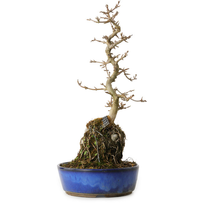 Acer buergerianum, 35 cm, ± 8 anni