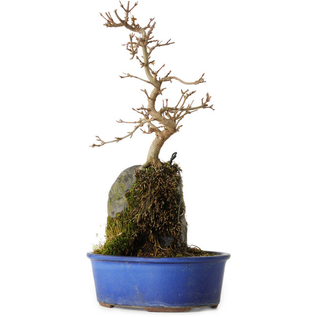 Acer buergerianum, 30 cm, ± 8 años