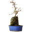 Acer buergerianum, 30 cm, ± 8 years old