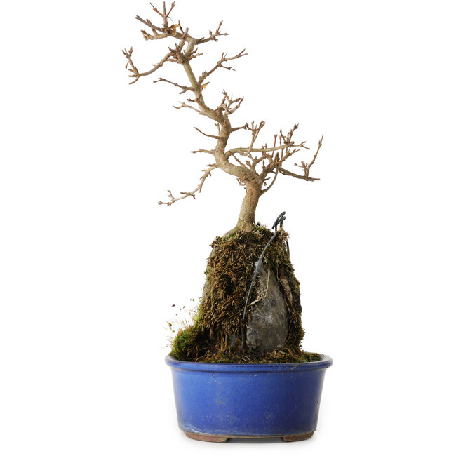 Acer buergerianum, 30 cm, ± 8 ans