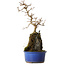 Acer buergerianum, 30 cm, ± 8 years old