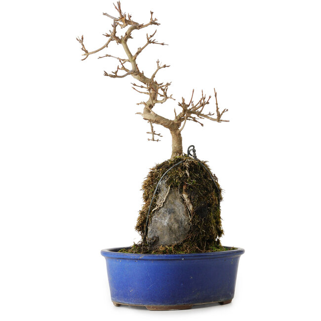 Acer buergerianum, 30 cm, ± 8 anni