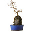 Acer buergerianum, 30 cm, ± 8 years old