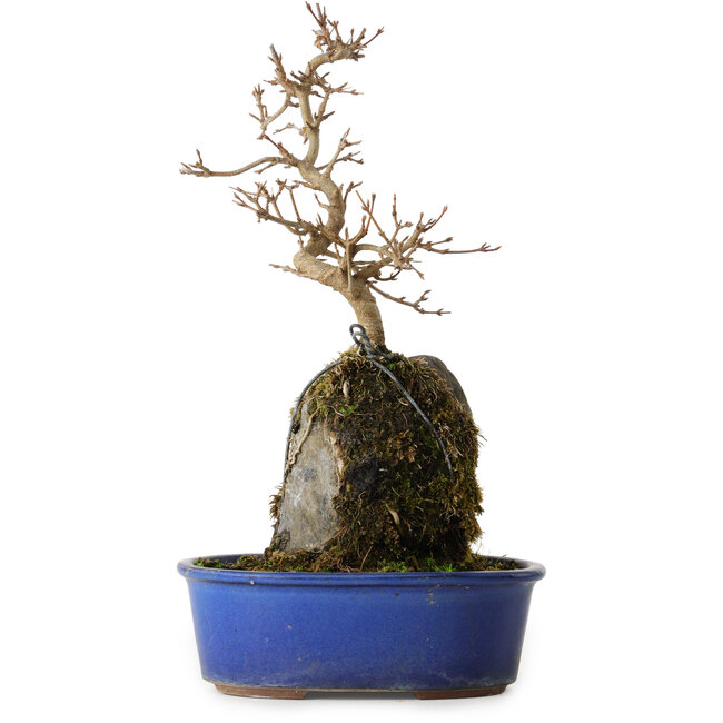 Acer buergerianum, 30 cm, ± 8 anni