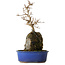 Acer buergerianum, 30 cm, ± 8 years old