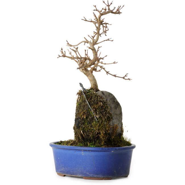 Acer buergerianum, 30 cm, ± 8 years old