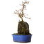 Acer buergerianum, 30 cm, ± 8 years old