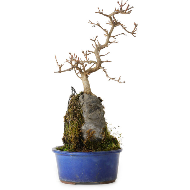 Acer buergerianum, 30 cm, ± 8 years old