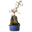 Acer buergerianum, 30 cm, ± 8 years old