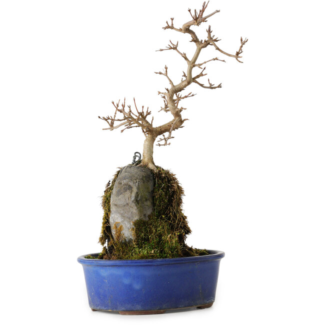 Acer buergerianum, 30 cm, ± 8 años