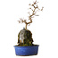 Acer buergerianum, 30 cm, ± 8 years old