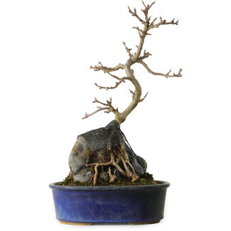 Acer buergerianum, 33 cm, ± 8 anni