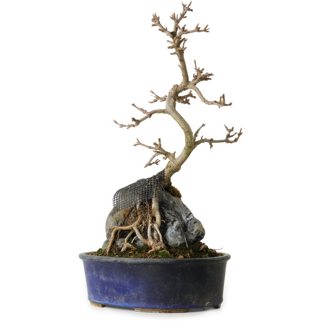 Acer buergerianum, 33 cm, ± 8 anni