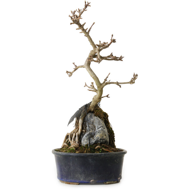 Acer buergerianum, 33 cm, ± 8 años