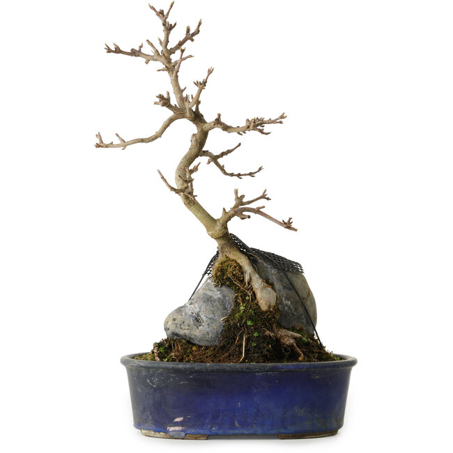 Acer buergerianum, 33 cm, ± 8 anni