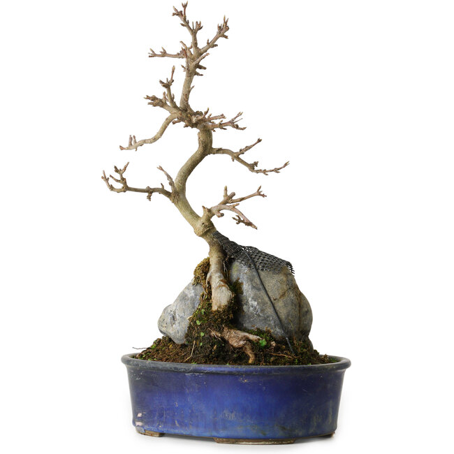 Acer buergerianum, 33 cm, ± 8 jaar oud