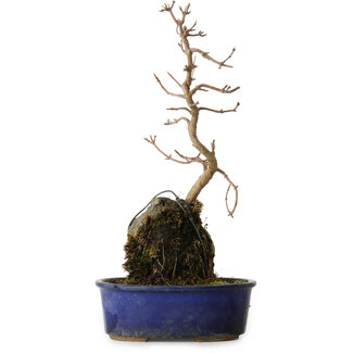 Acer buergerianum, 32 cm, ± 8 anni