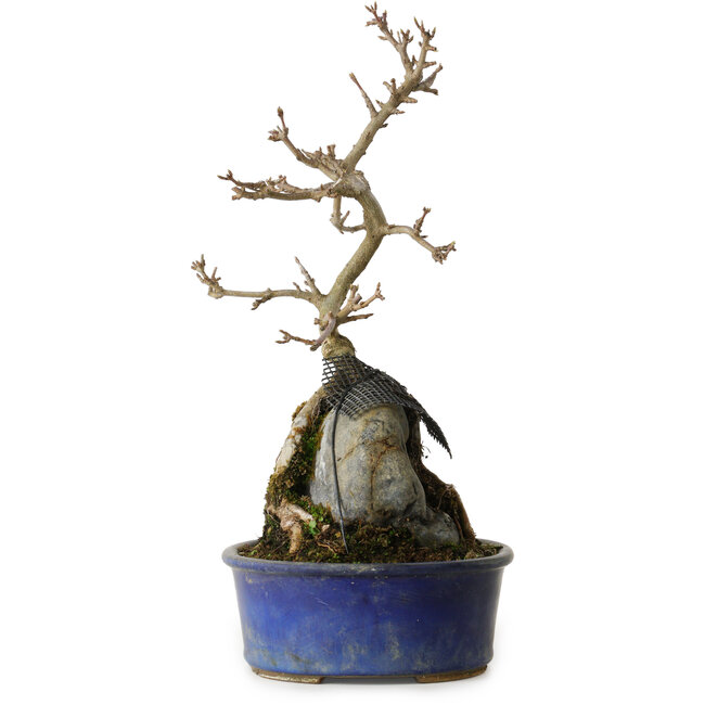 Acer buergerianum, 33 cm, ± 8 años