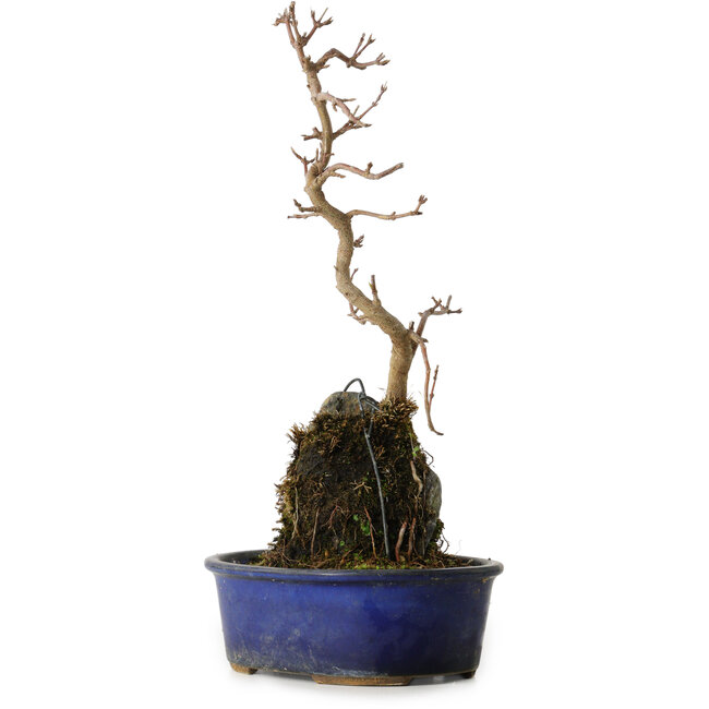 Acer buergerianum, 32 cm, ± 8 años