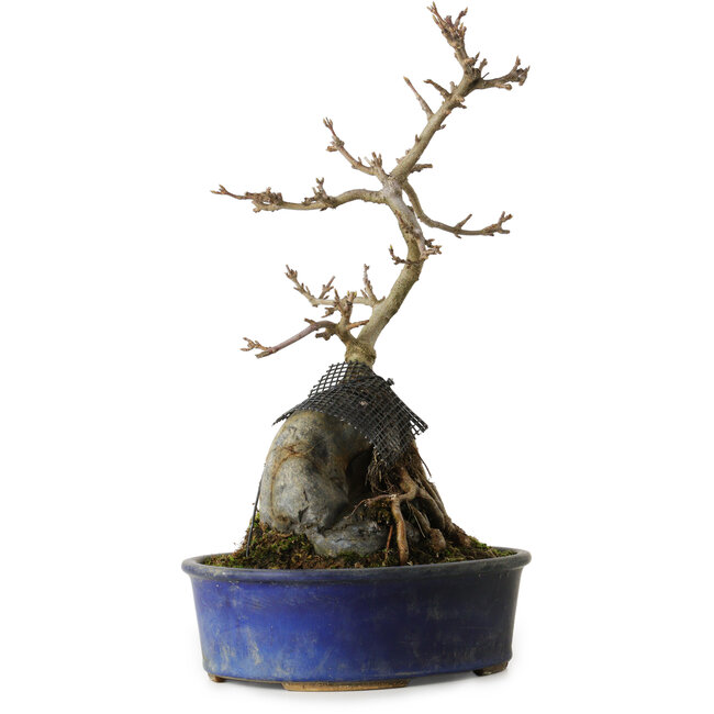 Acer buergerianum, 33 cm, ± 8 Jahre alt