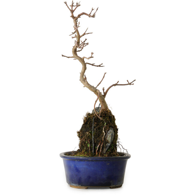 Acer buergerianum, 32 cm, ± 8 jaar oud
