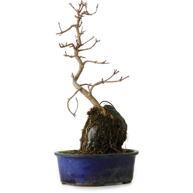 Acer buergerianum, 32 cm, ± 8 jaar oud