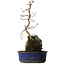 Acer buergerianum, 32 cm, ± 8 Jahre alt