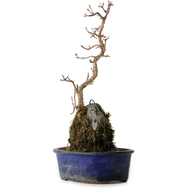 Acer buergerianum, 32 cm, ± 8 ans