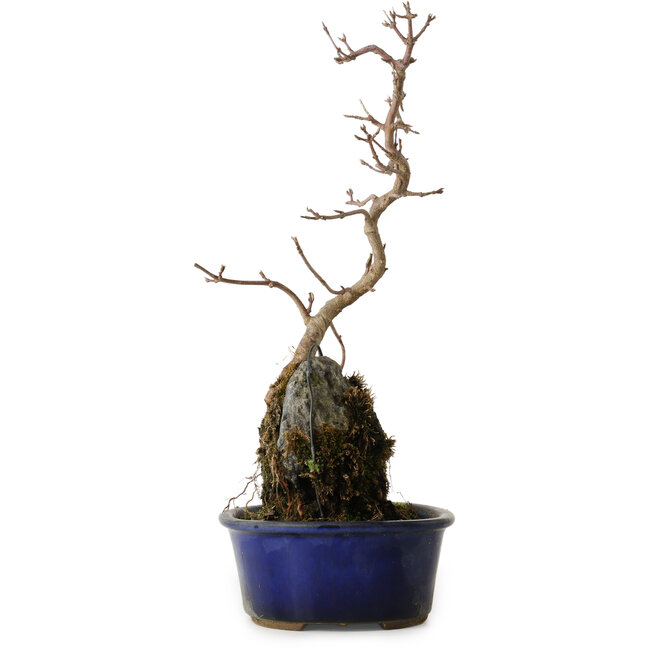 Acer buergerianum, 32 cm, ± 8 anni