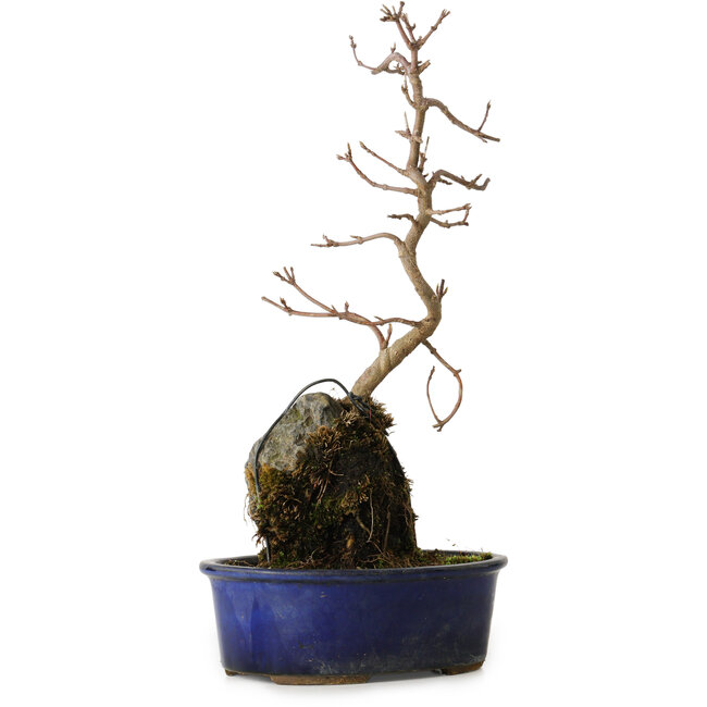 Acer buergerianum, 32 cm, ± 8 years old