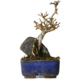 Acer buergerianum, 18 cm, ± 8 ans