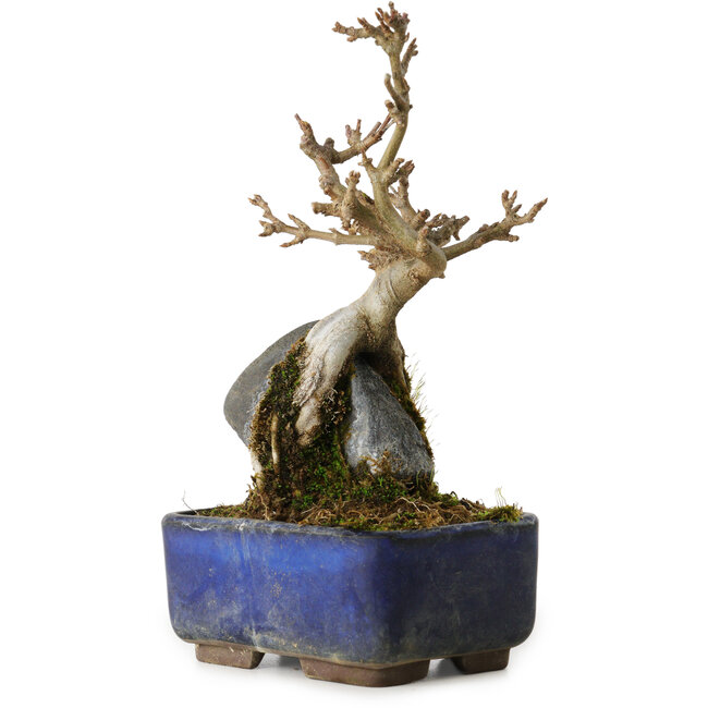 Acer buergerianum, 18 cm, ± 8 Jahre alt