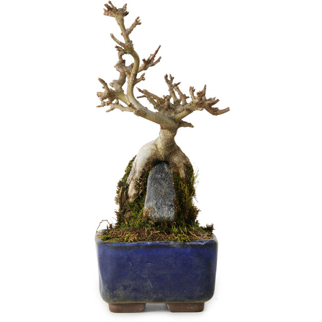 Acer buergerianum, 18 cm, ± 8 años