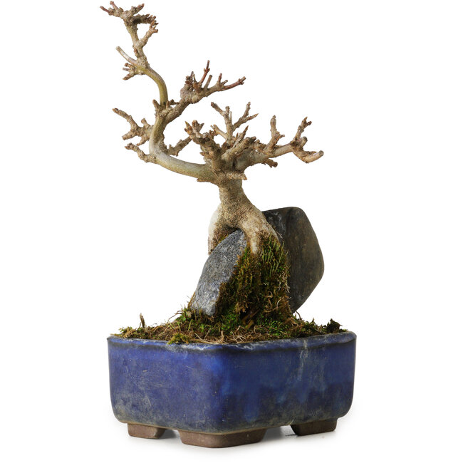 Acer buergerianum, 18 cm, ± 8 años