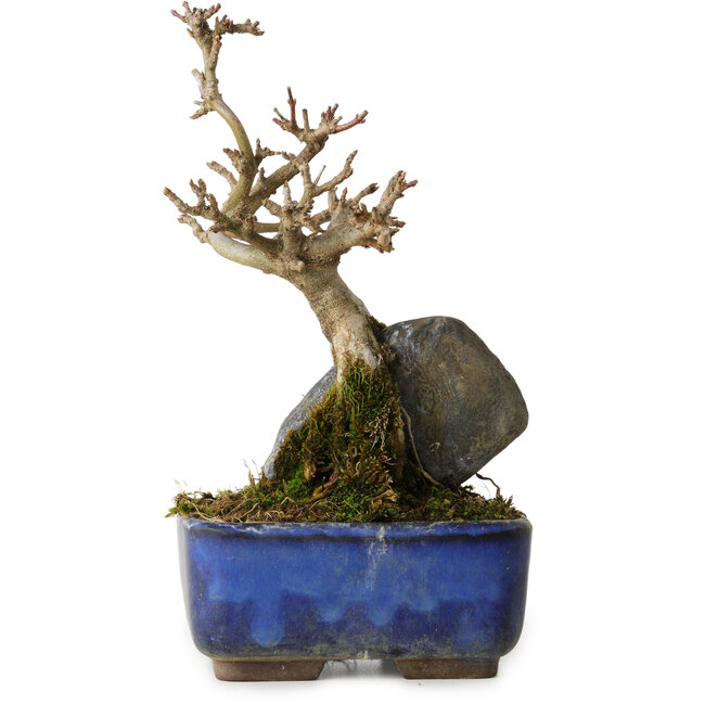 Acer buergerianum, 18 cm, ± 8 años