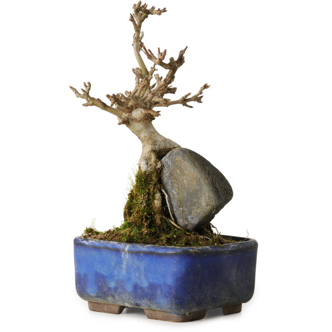 Acer buergerianum, 18 cm, ± 8 anni