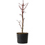Acer palmatum Deshojo, 24 cm, ± 5 anni