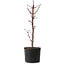 Acer palmatum Deshojo, 24 cm, ± 5 years old