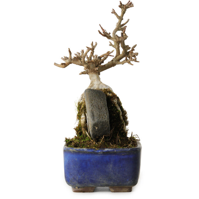 Acer buergerianum, 18 cm, ± 8 jaar oud