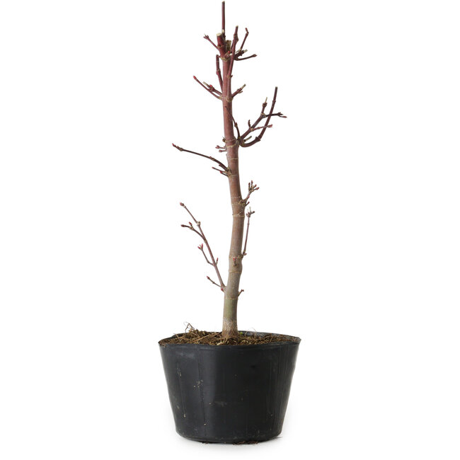Acer palmatum Deshojo, 24 cm, ± 5 years old