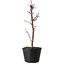 Acer palmatum Deshojo, 24 cm, ± 5 Jahre alt