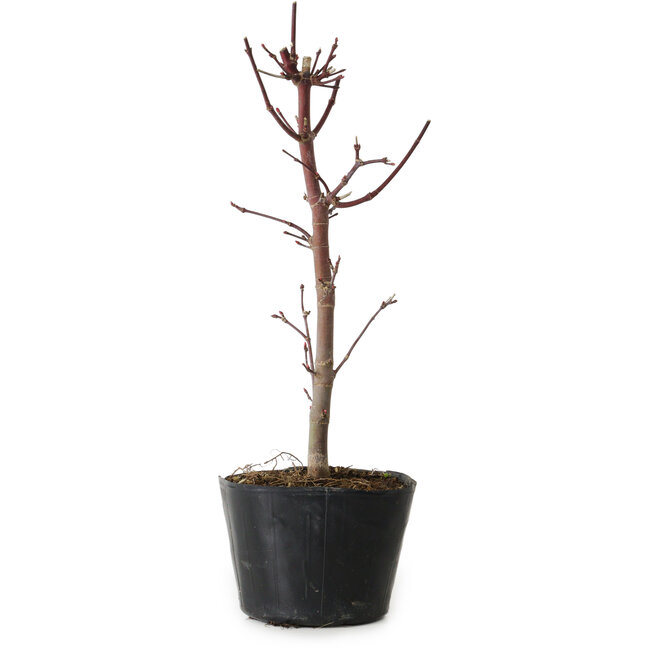 Acer palmatum Deshojo, 24 cm, ± 5 anni
