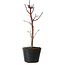 Acer palmatum Deshojo, 24 cm, ± 5 anni