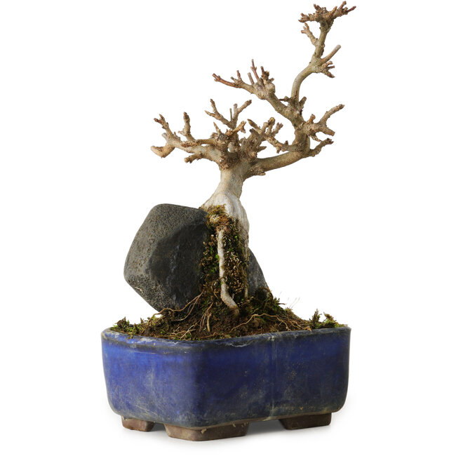 Acer buergerianum, 18 cm, ± 8 years old