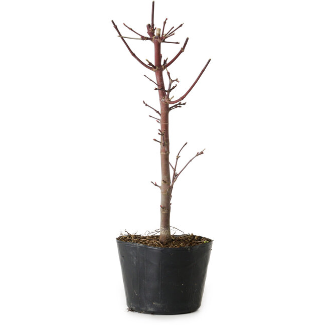 Acer palmatum Deshojo, 24 cm, ± 5 years old