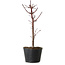 Acer palmatum Deshojo, 24 cm, ± 5 anni