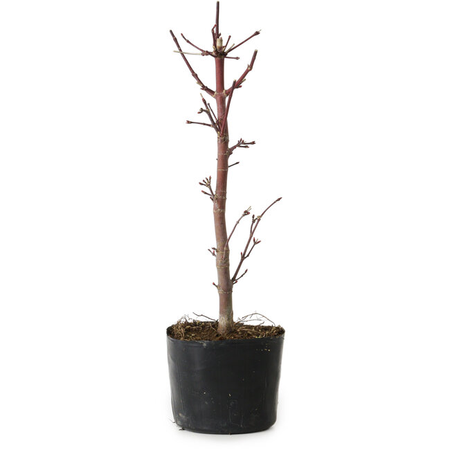 Acer palmatum Deshojo, 24 cm, ± 5 anni