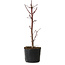 Acer palmatum Deshojo, 24 cm, ± 5 jaar oud